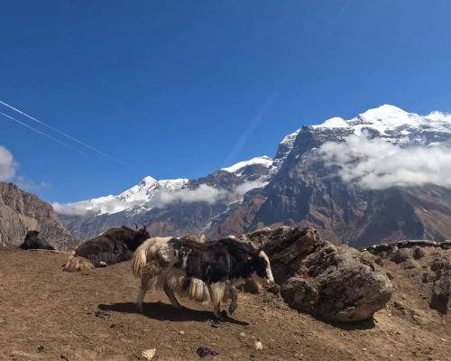 Short Nar Phu Trek G